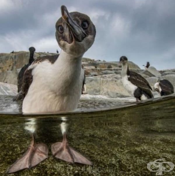 35 най-добри снимки в историята на National Geographic