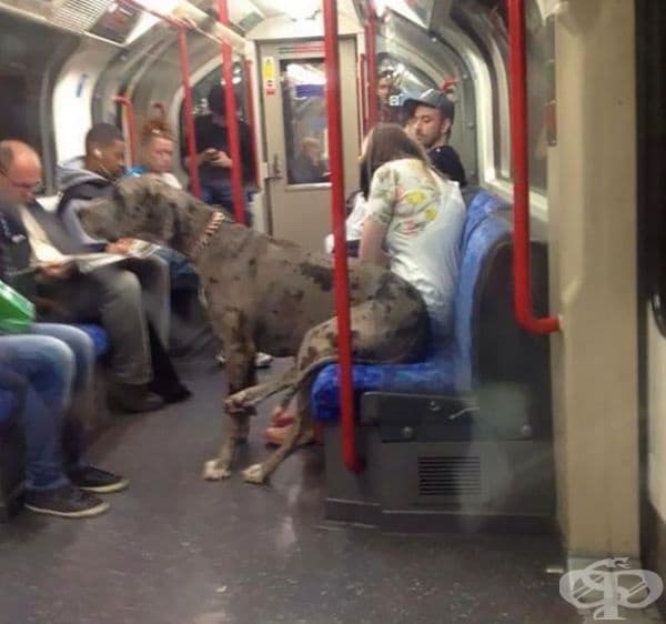Пътува спокойно в метрото.
