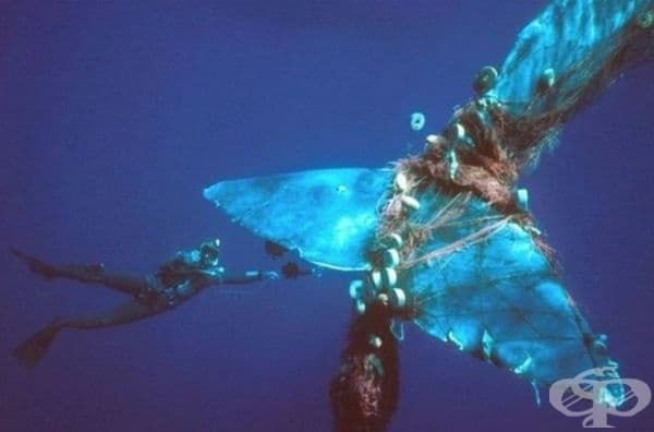 Морските обитатели плащат скъпо за нашите грешки.