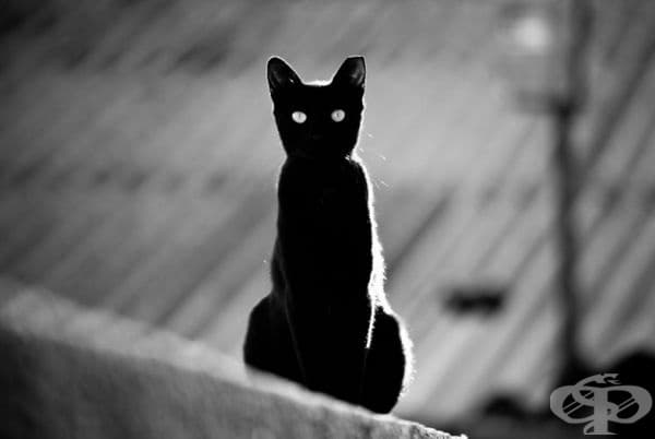23 котки, които са тъмни като нощта