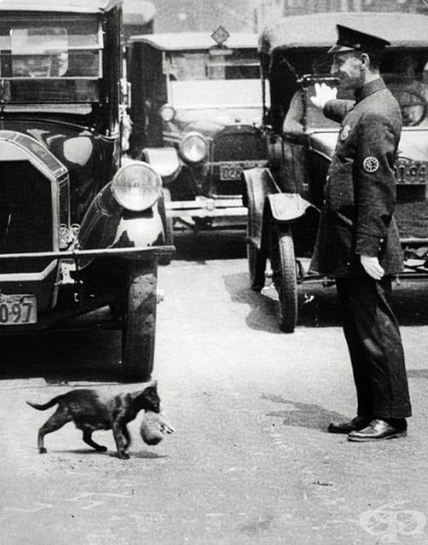 През юли 1925 година, Хари Уорнек, фотограф на New York News, заснема полицай, който е спрял колите, за да позволи на една котка и нейните малки да пресекат улицата.