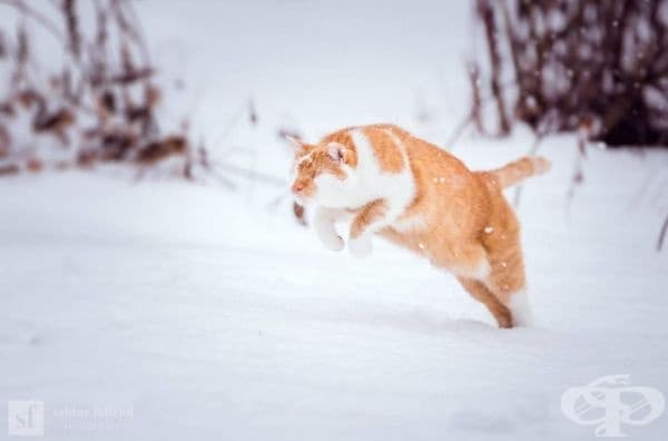25 снимки на коте, което вижда със сърцето си