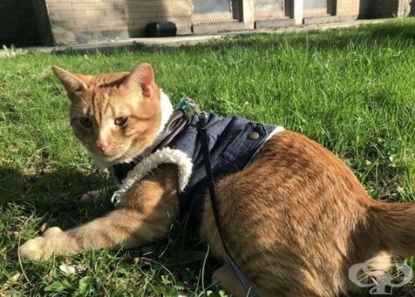Тази аномалия не вреди на качеството на живот на котката, а напротив, дори му помага.