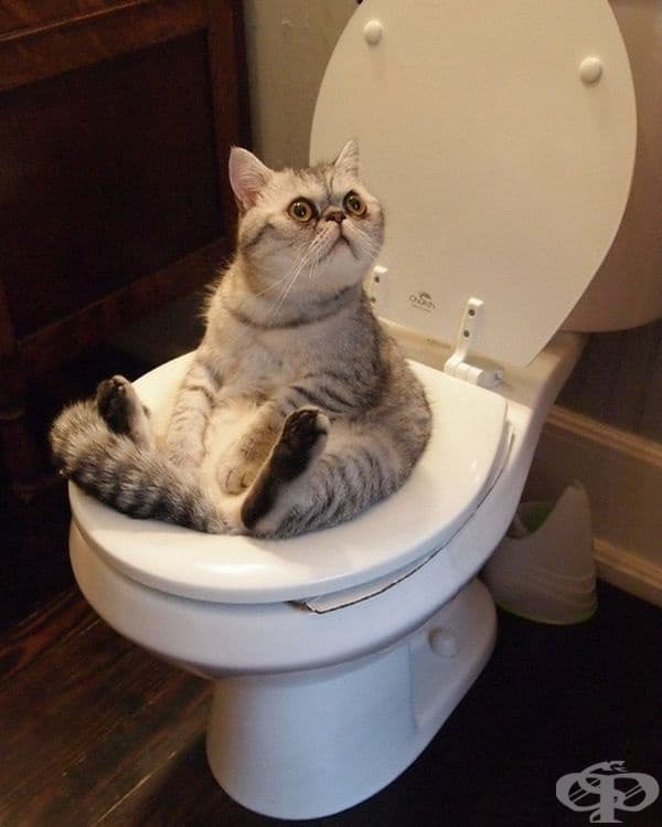 Явно му е удобно.