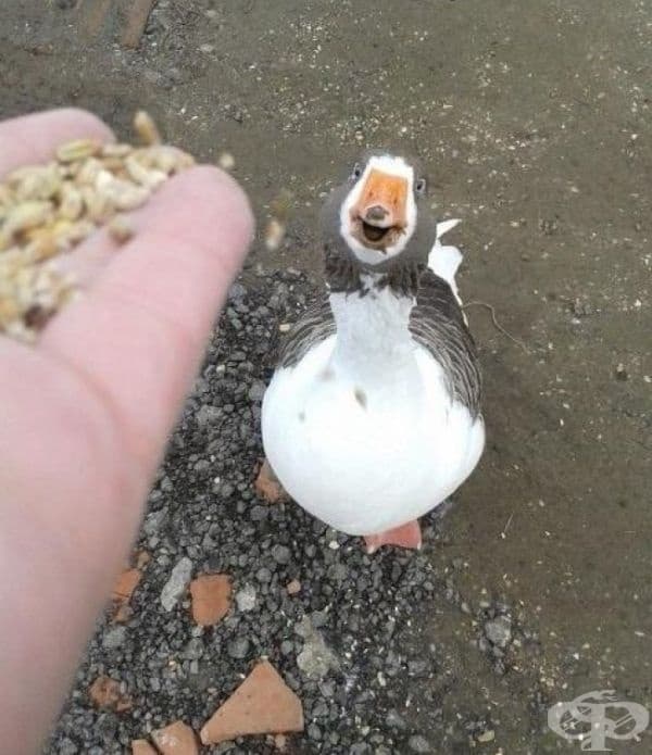 Виждали ли сте някога щастлива гъска? Ето я.