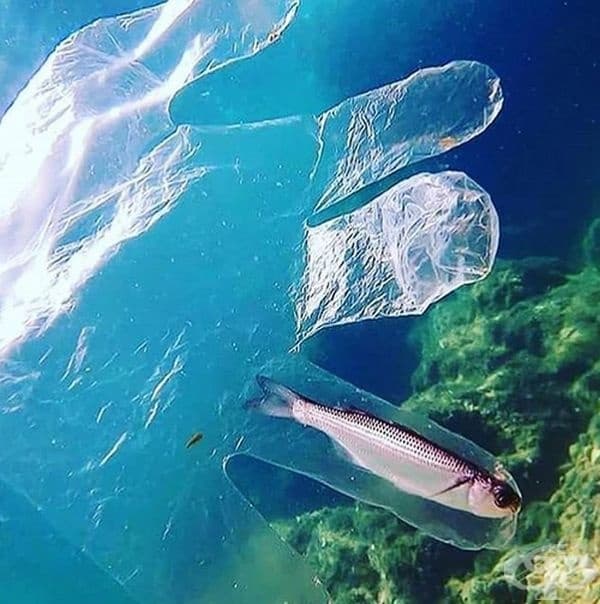 Риба, уловена в найлонова ръкавица.