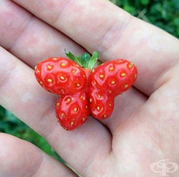 Вкусна пеперуда.