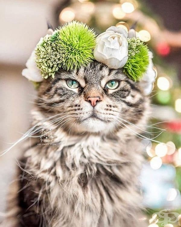 Котки и кучета с величествени корони от пъстри цветя
