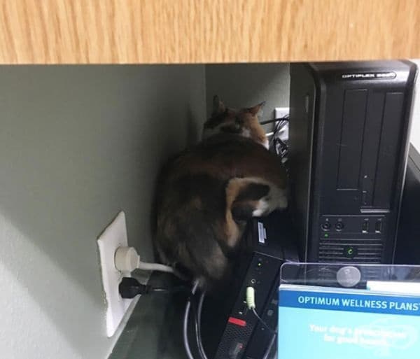 Открийте котката.
