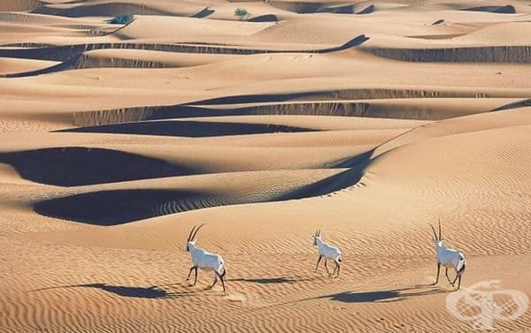 Бял орикс