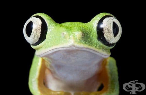 Agalychnis lemur е вид жаба от семейство Дървесници.