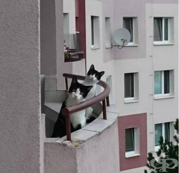 Само се запознайте с новите ми съседи.