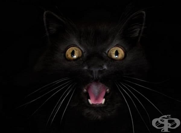 23 котки, които са тъмни като нощта