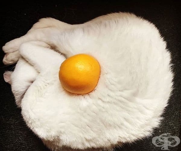 Котка на очи?