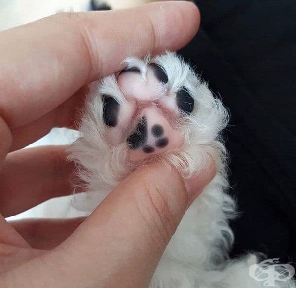 Уникална лапичка.