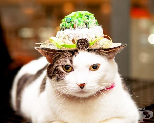 Фотосесия на котки с очарователни шапки, вдъхновени от кралската сватба
