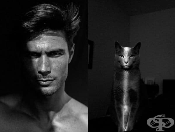 20 забавни колажа, които показват, че между котките и красивите мъже има нещо общо