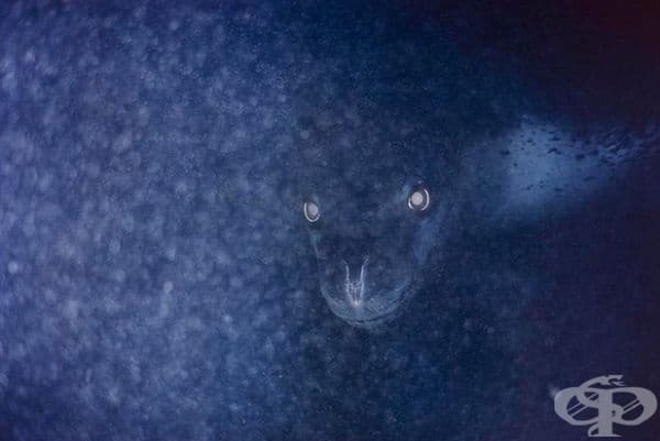 Морският леопард очаква своята жертва.