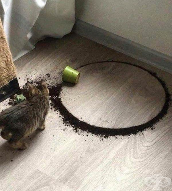 Котето е създало идеален кръг, по невнимание.