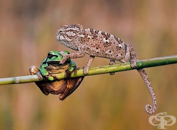 Шшшт! (фотограф Erol ?zer).
