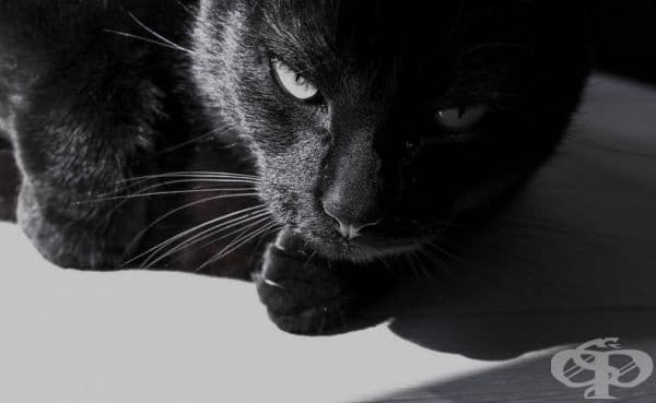 23 котки, които са тъмни като нощта