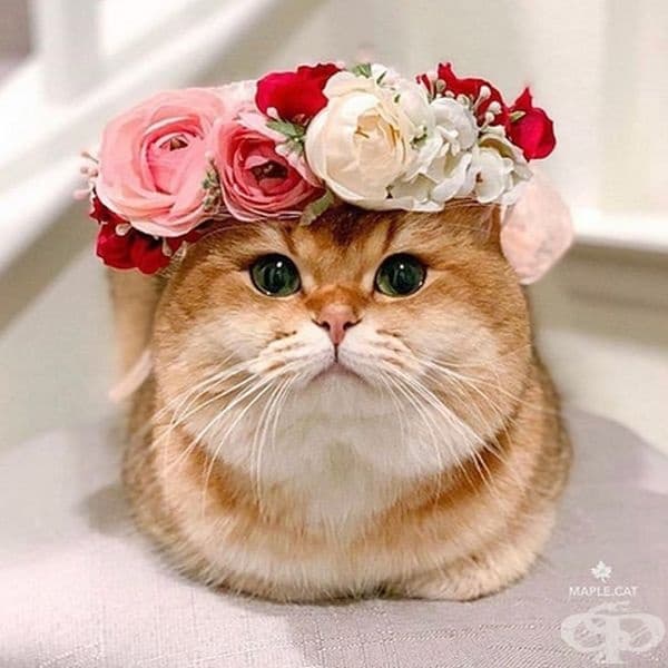 Котки и кучета с величествени корони от пъстри цветя