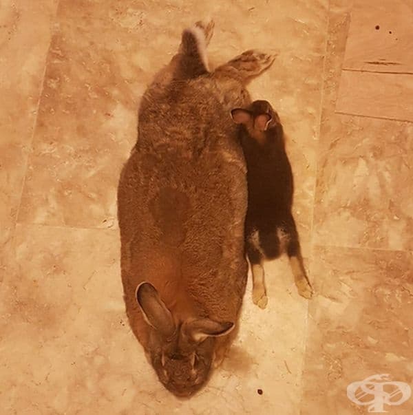 Той тежи едва 1,8 кг., а неговата любима е с 4 пъти по-голяма от него.