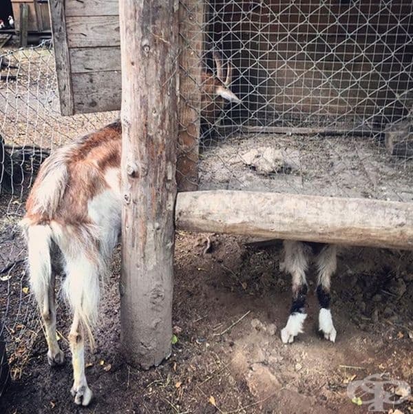 Тук май има 2 кози?