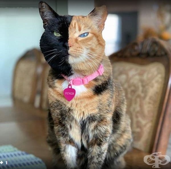 Котка химера.
