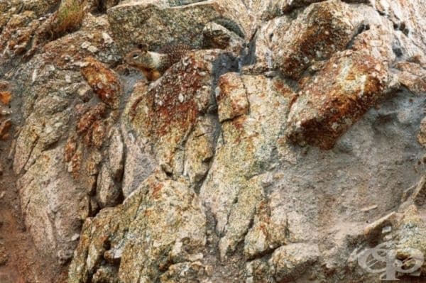 Обзалагаме се, че не можете да намерите всички животни в тези снимки