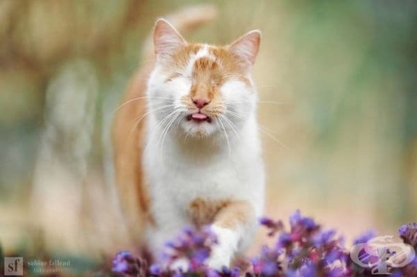 25 снимки на коте, което вижда със сърцето си