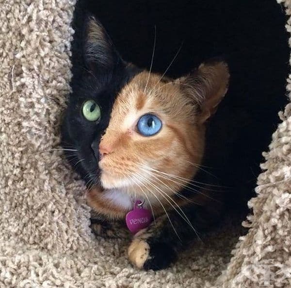 Котка с два цвята и две различни очи.