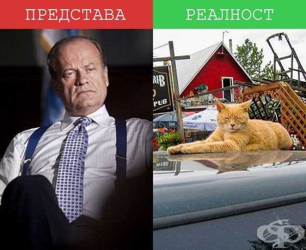 Кметове - Вдясно: Кметът на Talkeetna, Аляска. Да, точно така. Той е котка! Неговото име е Стъбс и заема кметския пост близо 19 години. Интересно, как ли дава инструкции?