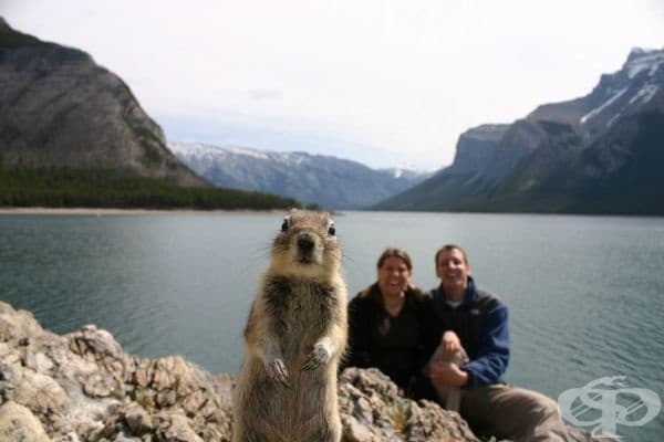 Професионална фотобомба.