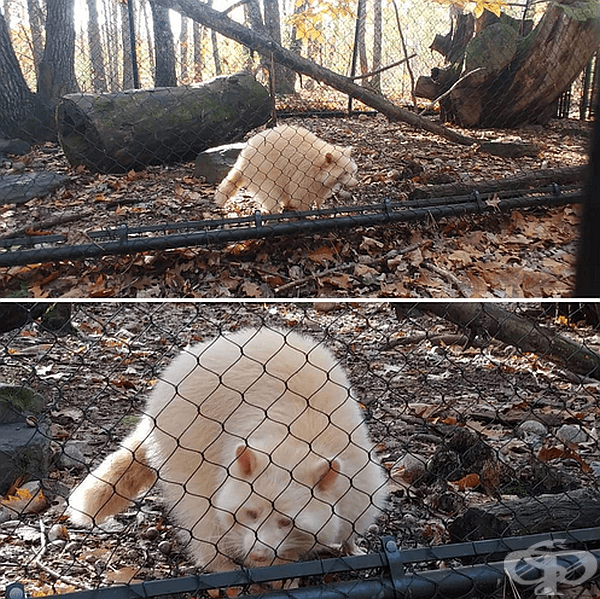 Енот
