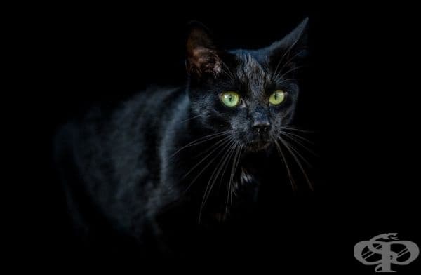 23 котки, които са тъмни като нощта