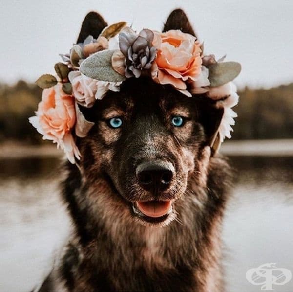 Котки и кучета с величествени корони от пъстри цветя