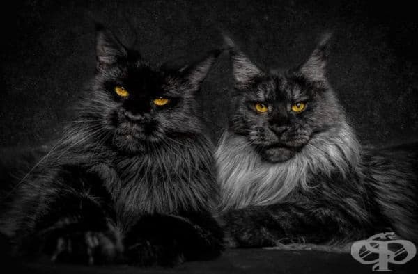 25 снимки за Мейн Кун – кралете на котките