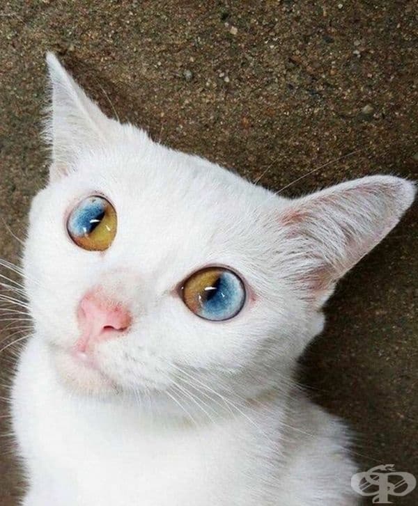 Бяло коте с двуцветни очи.