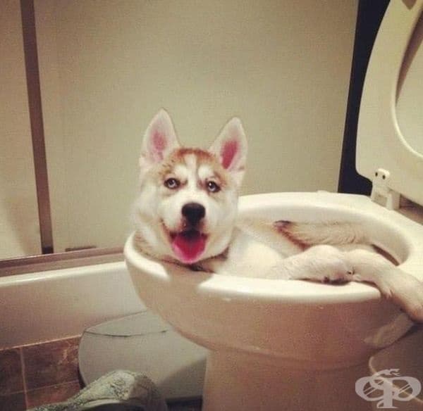 Колко му е удобно!