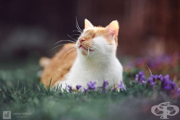 25 снимки на коте, което вижда със сърцето си
