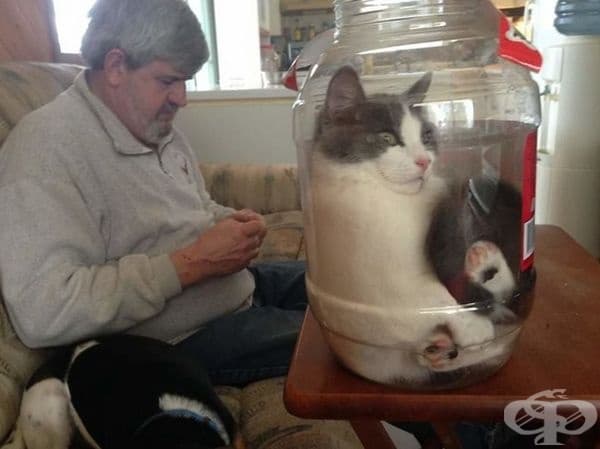 "Любимото място на моята котка."