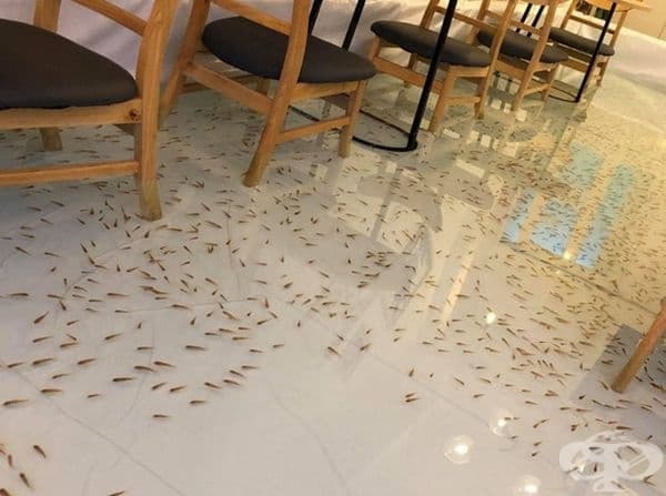 Докато си пиете кафето може да се полюбувате на разноцветни рибки.