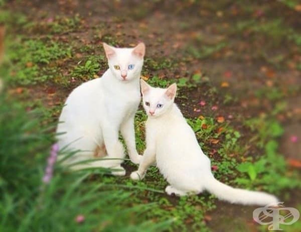 15 невероятни котки и техните малки копия