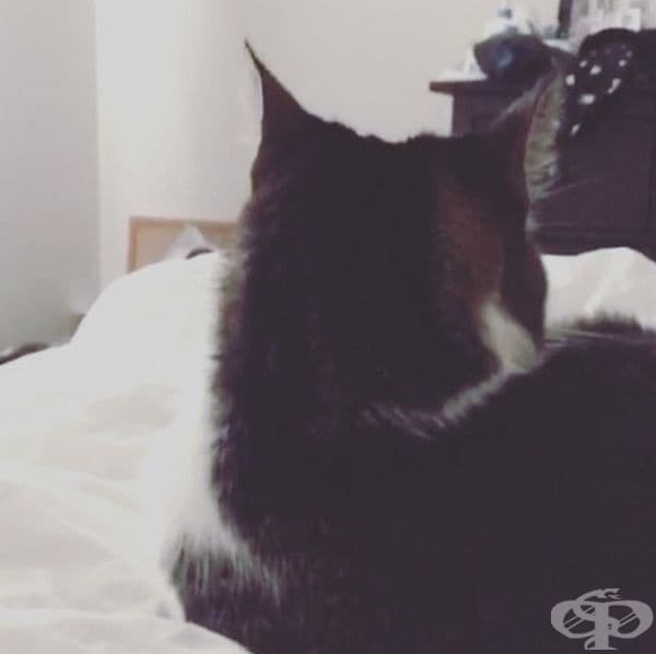 Котките пренебрегват собствениците си нарочно.Котките разпознават гласовете на собствениците си, но ги игнорират.Според учените това е свързано с факта, че котките "не са били опитомени, за да се подчиняват на хората", а по-скоро самите те са "опитомени".