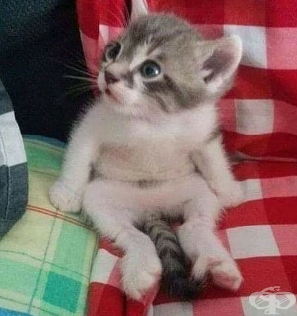 Това бебе котенце седи в страхопочитание.