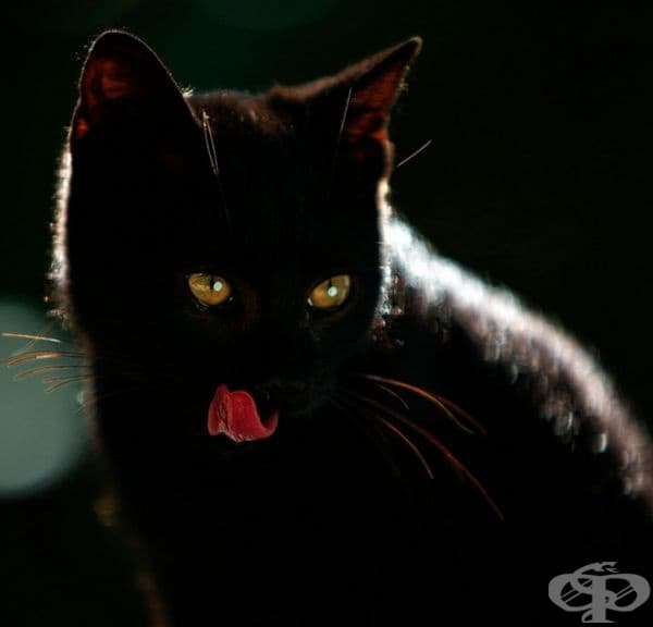 23 котки, които са тъмни като нощта