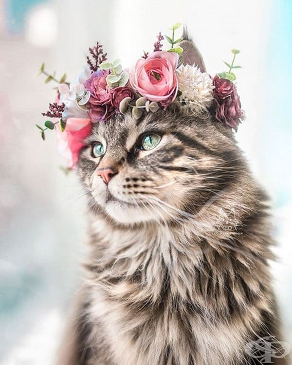 Котки и кучета с величествени корони от пъстри цветя