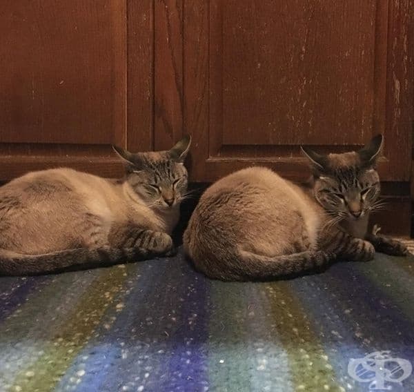 "Имената на котките ми: Ctrl C и Ctrl V."