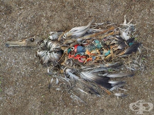 Птицата се е хранила с неразградими пластмасови отпадъци.